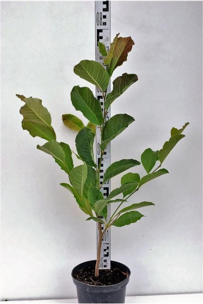 Магнолія рожева зірчаста Розеа - 5л/вис.40-60см/Ø30-35см